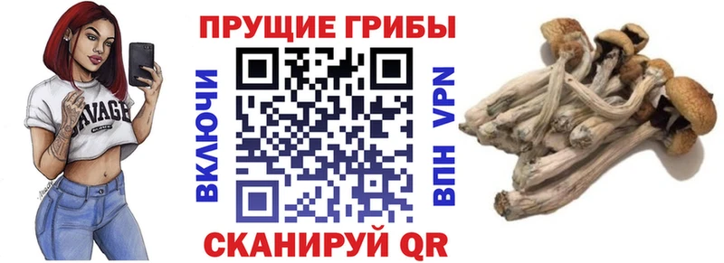 Галлюциногенные грибы Psilocybe Верхотурье
